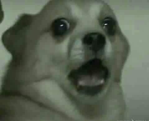 스트리머 로고