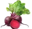 비트beet