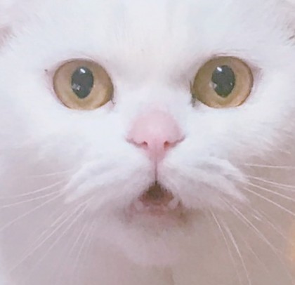 스트리머 로고