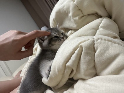 씨슈아