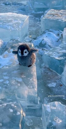 ♡딘쨩♡