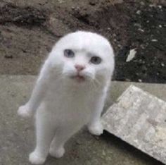 스트리머 로고