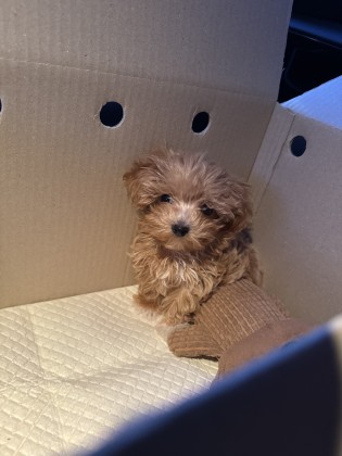 박허세