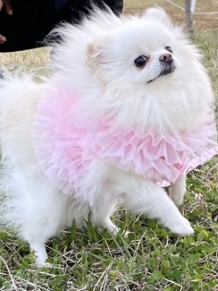 론떡