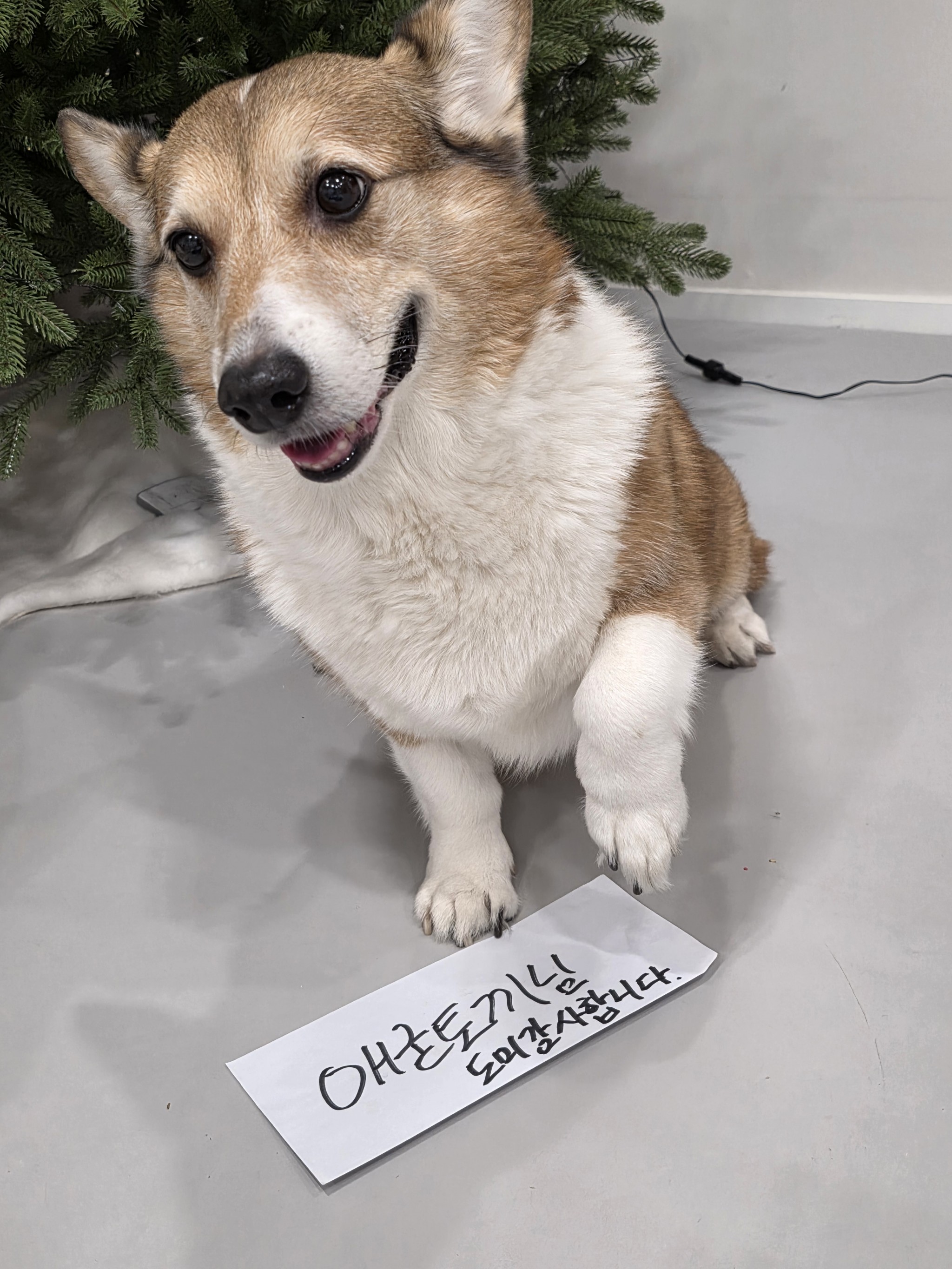 애굳토끼's Channel | SOOP